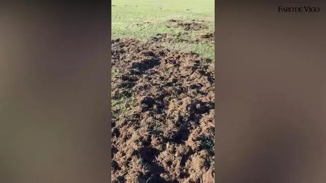 Los jabalíes trasladan sus daños a los prados de Dozón