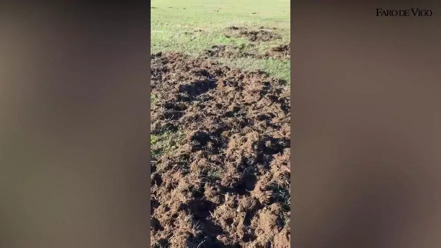 Los jabalíes trasladan sus daños a los prados de Dozón