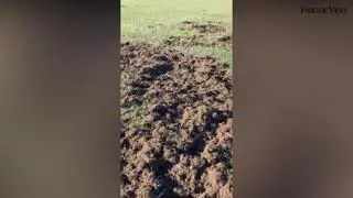 El calor extremo no frena al jabalí: en un mes, las cuadrillas de Lalín abatieron 40 animales
