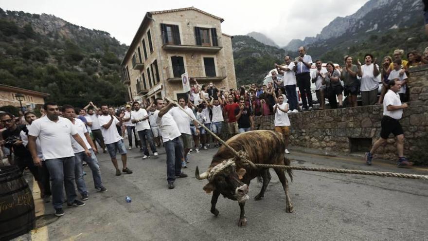 Momento del festejo taurino de Fornalutx el año pasado.