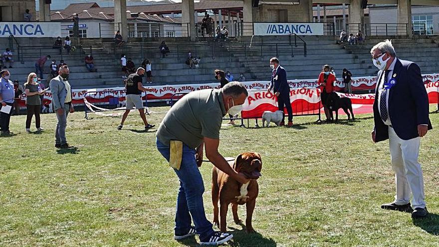 Concurso canino en una edición anterior de la cita.