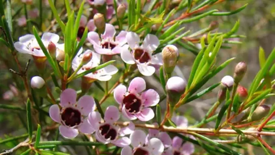 Aldi pone en oferta la Flor de Cera: la planta perfecta para iluminar tu hogar esta primavera