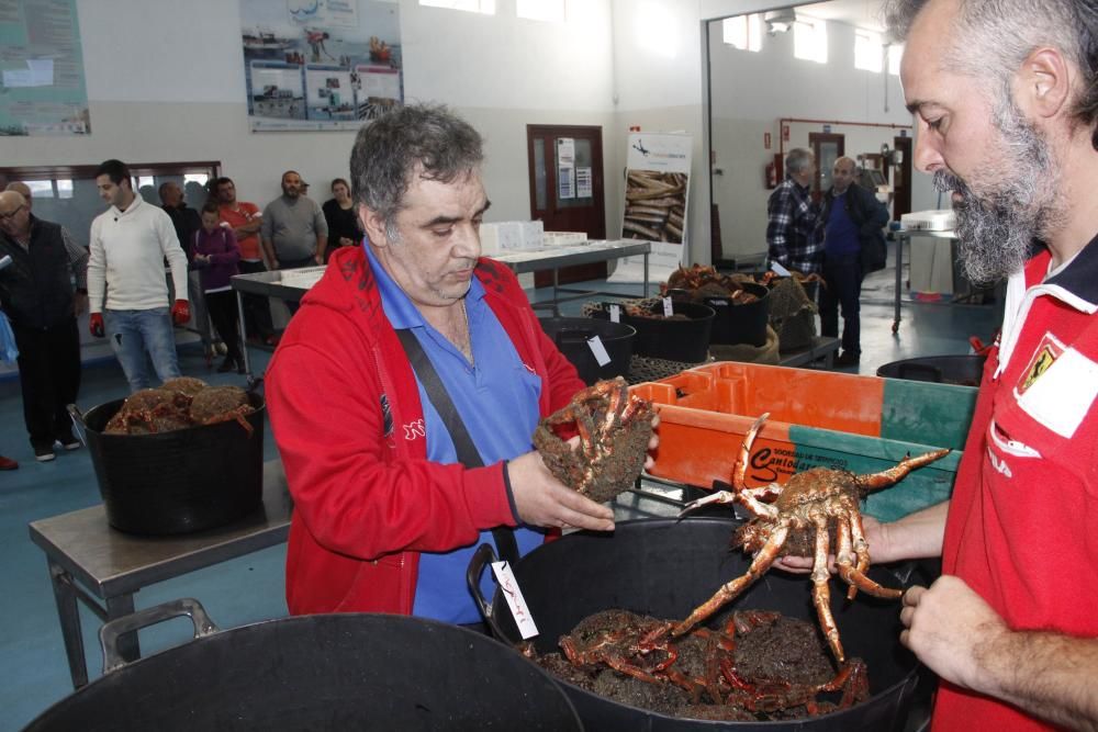 Apertura de la veda de la centolla en O Morrazo