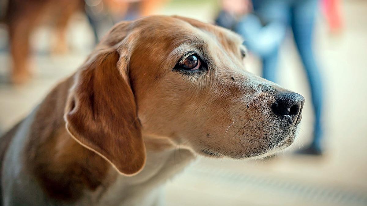 Existen diferentes formas de identificar si tu perro está estresado.