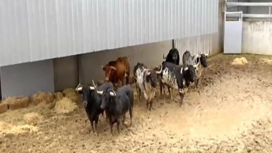 Los toros de San Fermín ya están en los Corrales del Gas de Pamplona