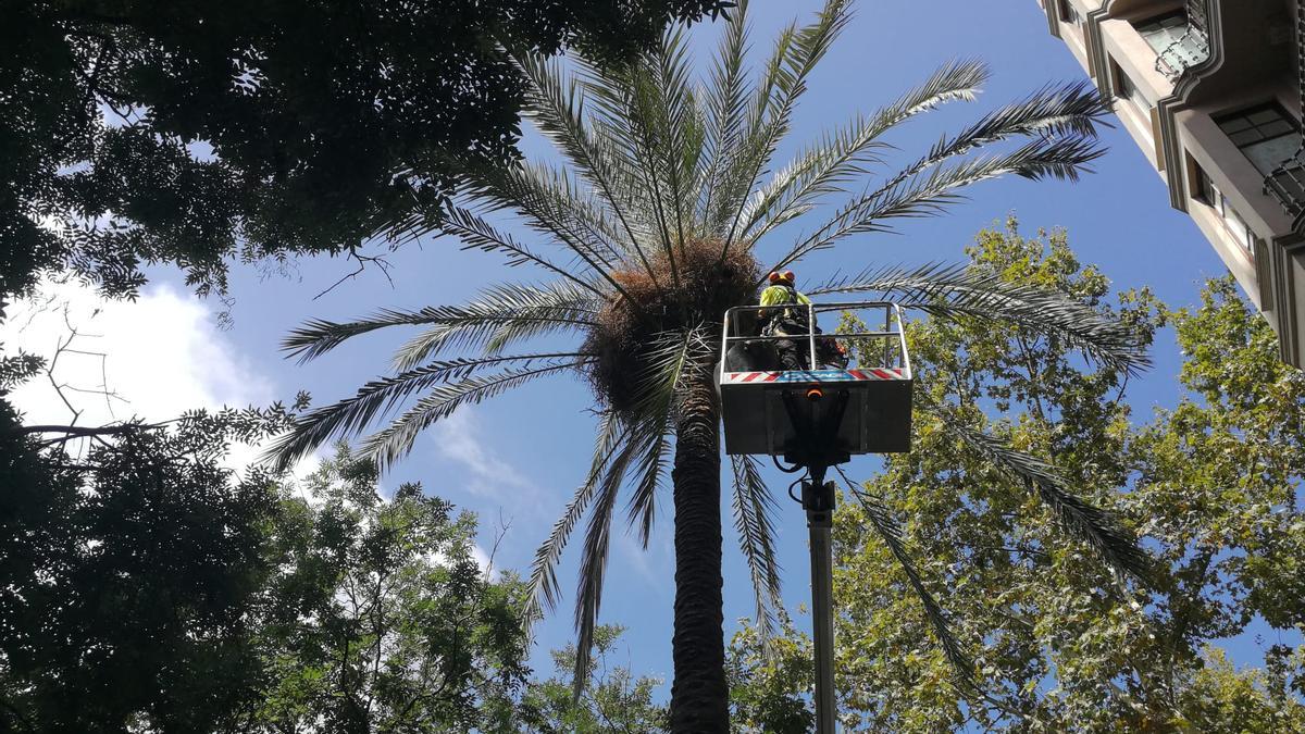 El jefe de arbolado de Parques y Jardines explica la principal hipótesis de la caída de la palmera