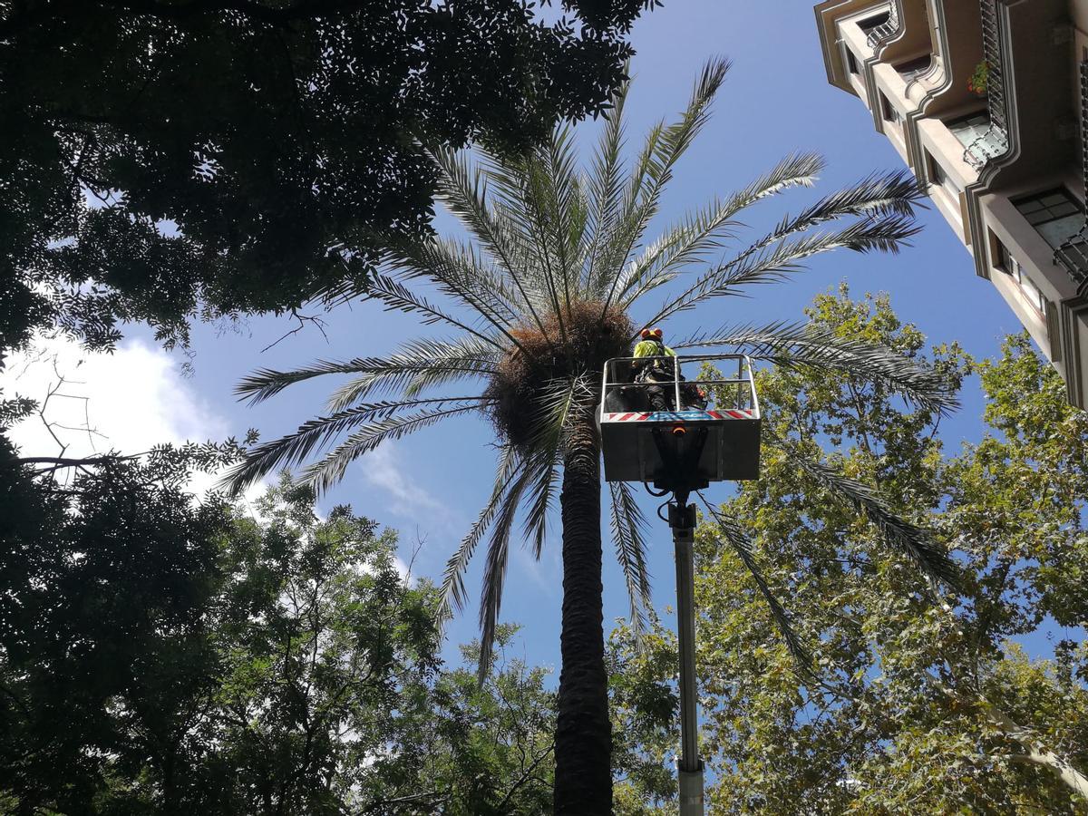 Barcelona comença a regar ara totes les palmeres com la que va matar la Shamira