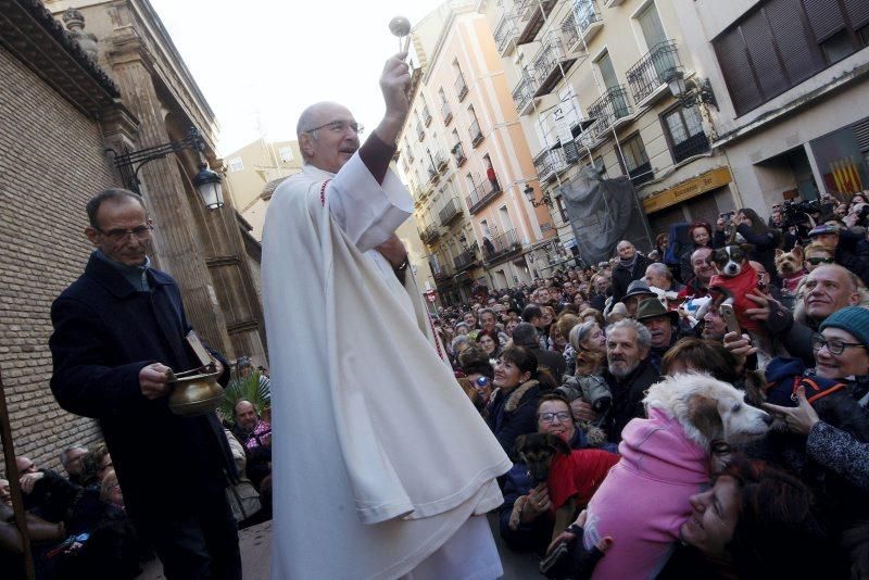 Celebración de San Antón, bendición de los animales