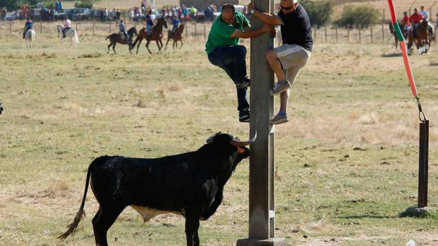 Dos corredores subidos a un poste para evitar la embestida del toro en el encierro de 2015 de Venialbo.