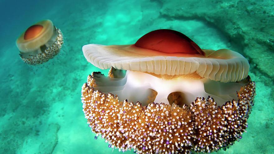 La curiosa medusa ‘huevo frito’ que puede verse estos días en las playas de Mallorca: ¿es peligrosa?