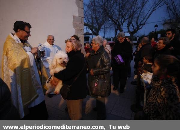 GALERÍA DE FOTOS - Castellón pide a Sant Antoni por sus mascotas.