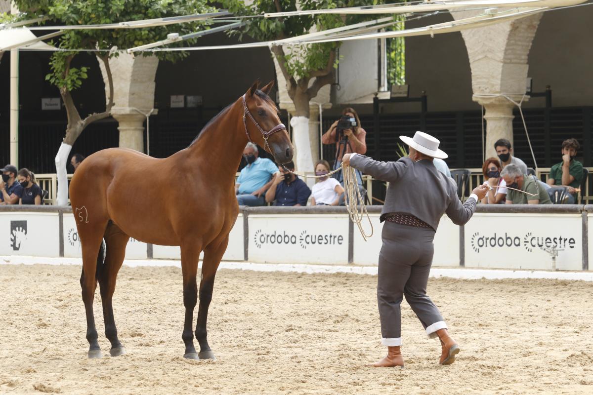 Primer día de Cabalcor y del concurso morfológico