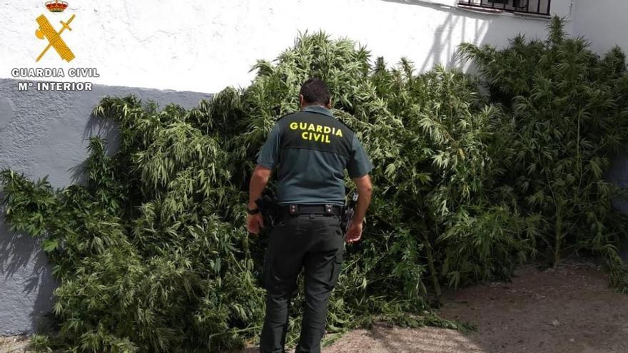 Desmantelada una plantación de marihuana en una finca de Espiel