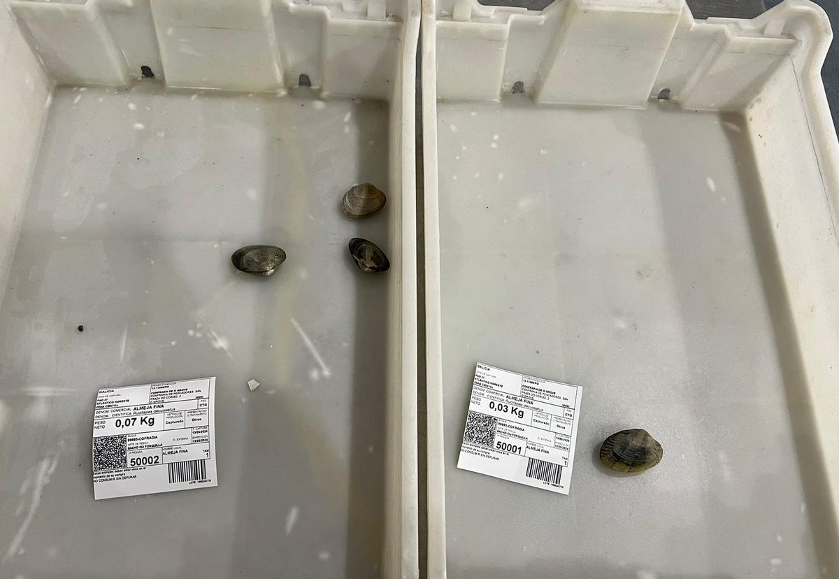 Almejas subastadas en lotes de uno y tres individuos.