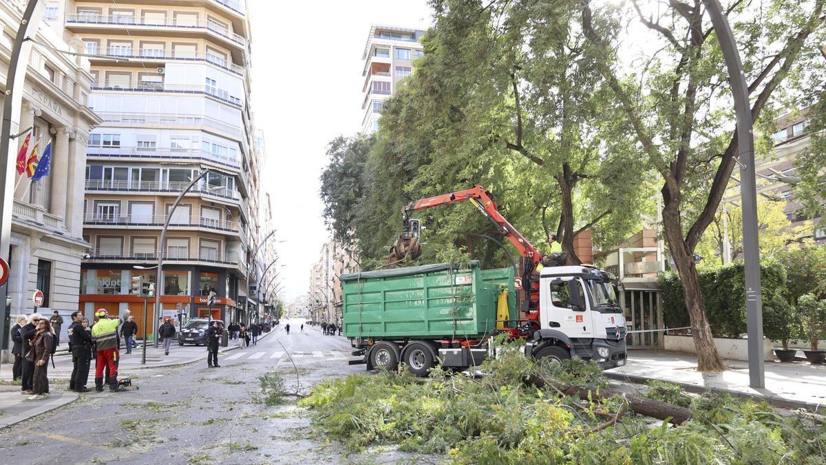 El despredimiento de la rama de un árbol a consecuencia del viento paralizó la Gran Vía de Murcia.