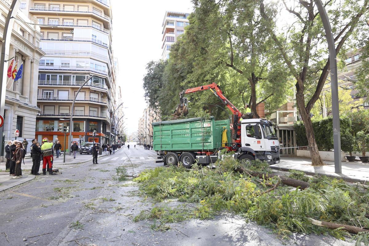El despredimiento de la rama de un árbol a consecuencia del viento paralizó la Gran Vía de Murcia