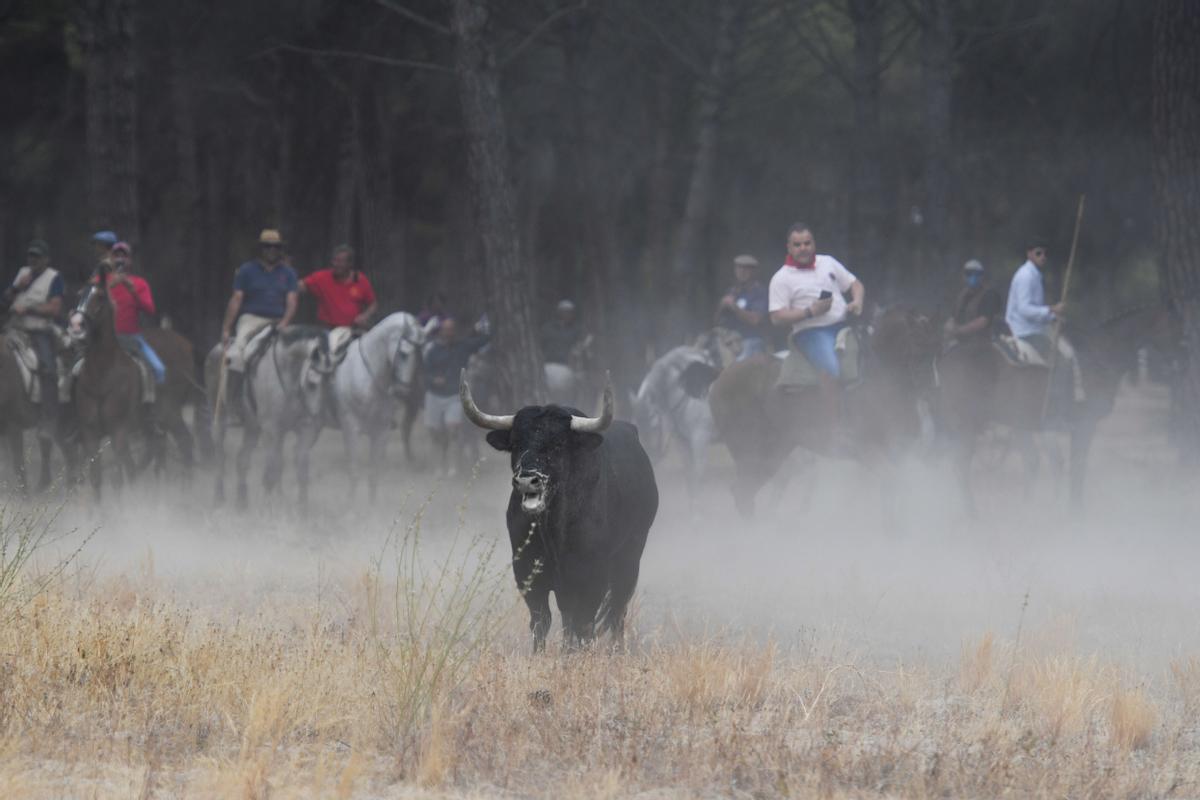 Los festejos del Toro de la Vega, en imágenes