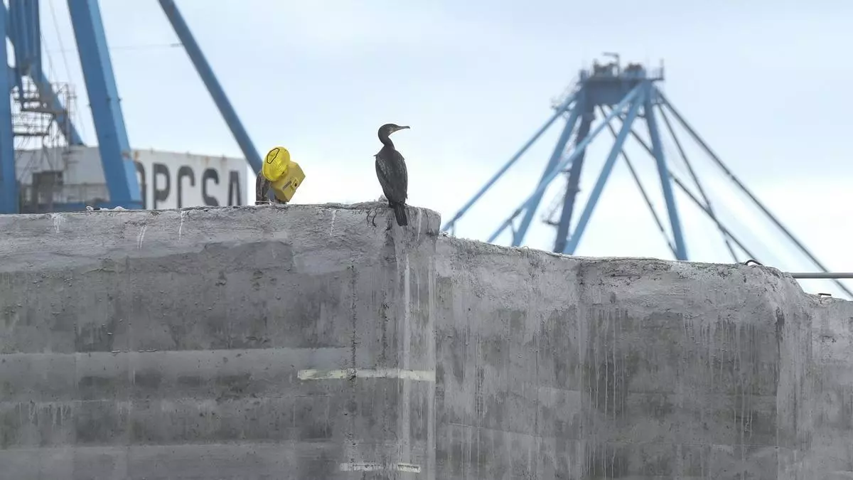 Okupas en el Puerto de Las Palmas: una pareja de cormoranes se instala en los cajones de hormigón fondeados en Las Alcaravaneras