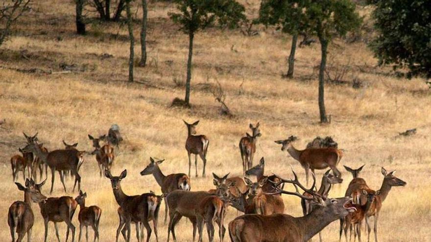 Llega a Extremadura uno de los grandes espectáculos otoñales, la berrea: cuatro zonas donde verla