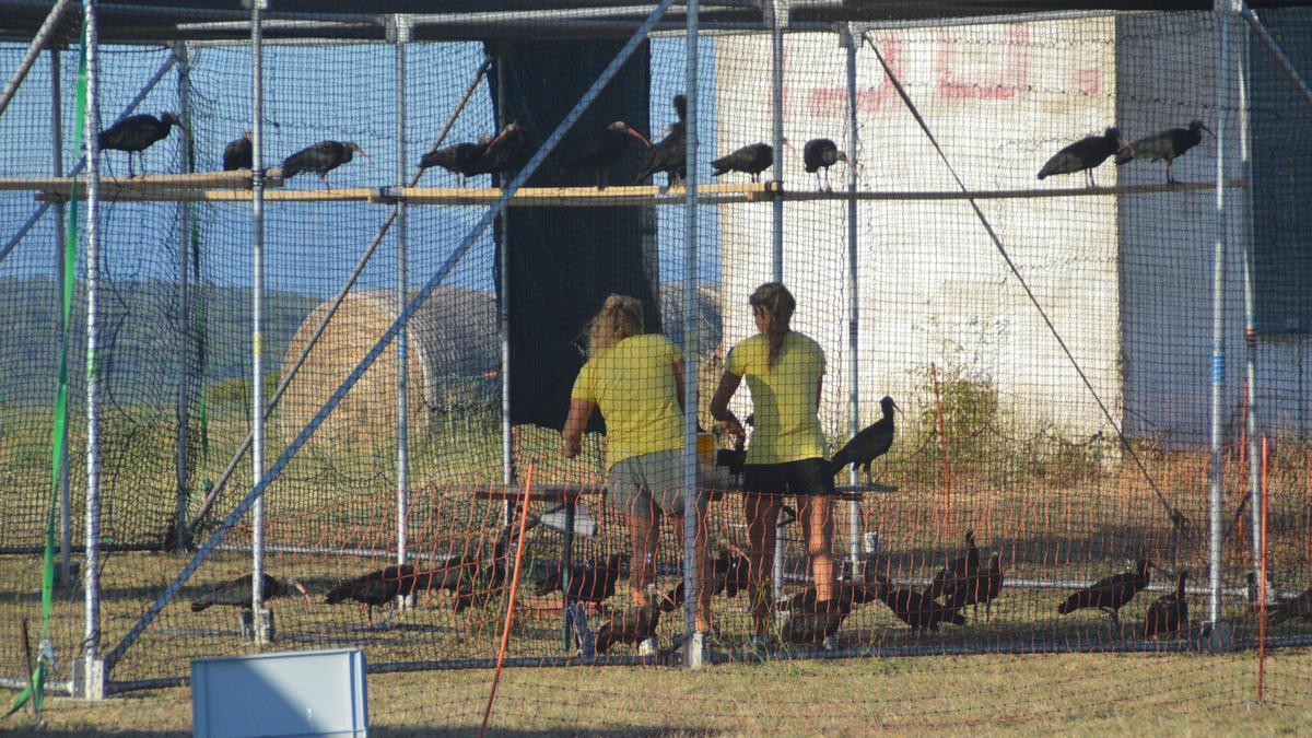 Els ocells a les gàbies de repòs instal·lades expressament a cada etapa