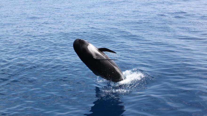 El corredor de cetáceos del Mediterráneo es declarado Área Marina Protegida