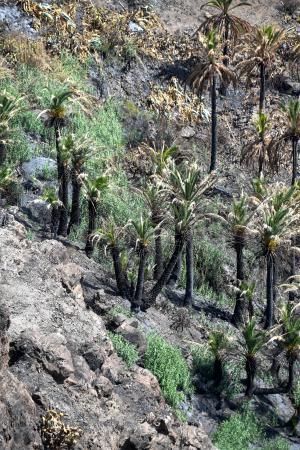 15-10-19 SUPLEMENTOS. ZONA CUMBRERA. ZONA CUMBRERA. Reportaje zonas quemadas tras dos meses. Reportaje triple entrega sobre el paisaje quemado, al cumplirse dos meses. La primera parte será Los tesosos de la Cumbre, en plan más positivo, con los brotes verdes, lugares que visitar. Un segundo con los héroes sin capa, sus protagonistas y una tercera con Lo que el fuego se llevó o Lo perdido, la parte más triste.  Fotos: Juan Castro.  | 15/10/2019 | Fotógrafo: Juan Carlos Castro