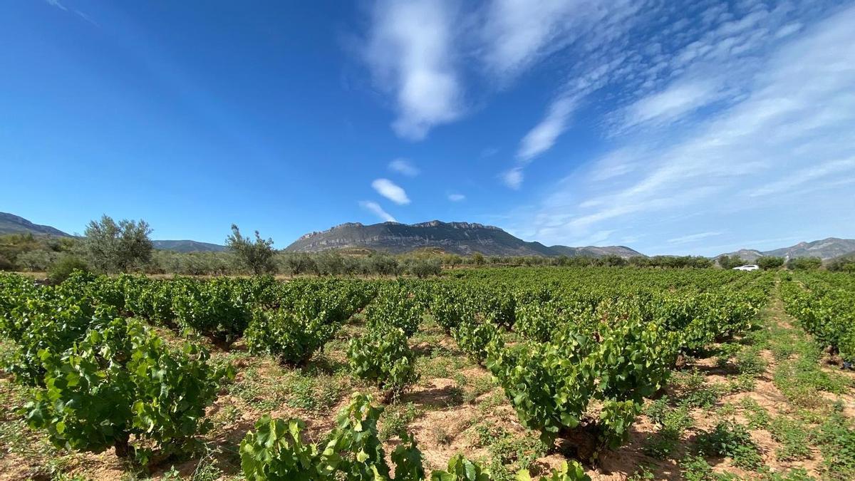 Viñas de Faustino Rivero Ulecia en el valle del Cidacos.