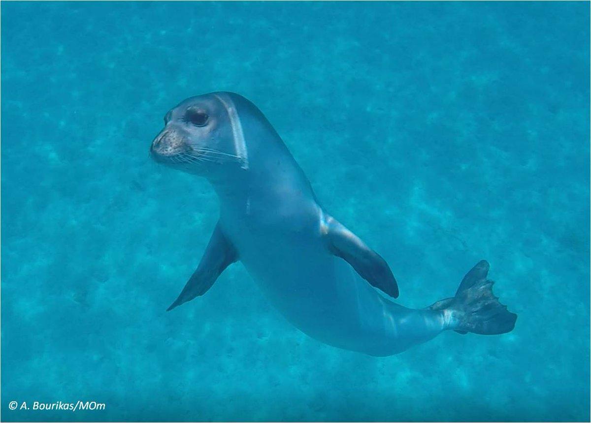 Matan de un arponazo a la foca monje más emblemática del Mediterráneo