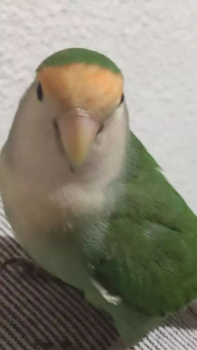 Piden ayuda para encontrar a su agaporni perdido en Murcia