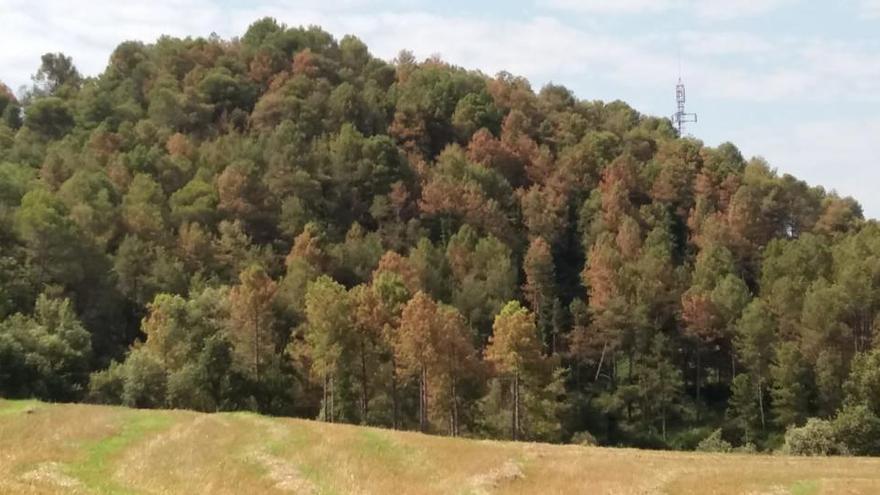 Zona de pins a la zona del Lluçanès