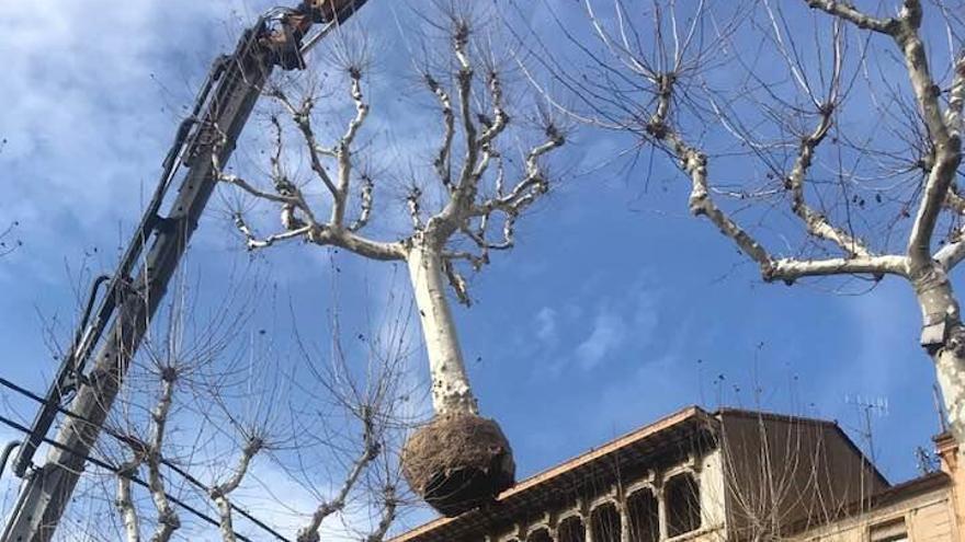 Tornen els plàtans que van treure a l´inici de les obres tornen al Firal