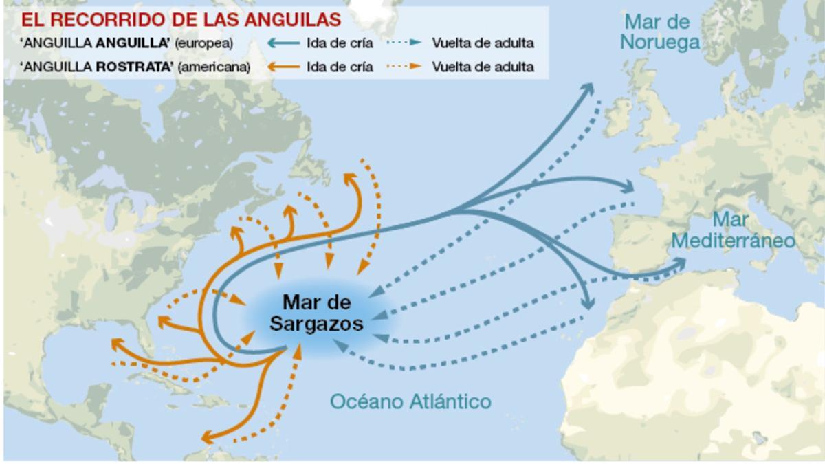 Gráfico del recorrido de las anguilas