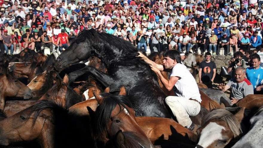 Un aloitador se sube sobre un callo de O Santo en el curro de Sabucedo.. // Bernabé/Luismy