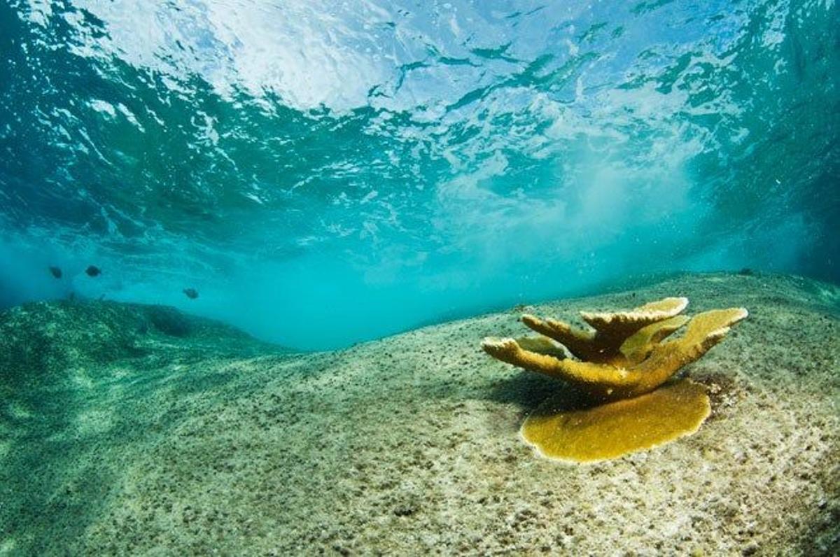 Coral cuerno de alce en The Baths.