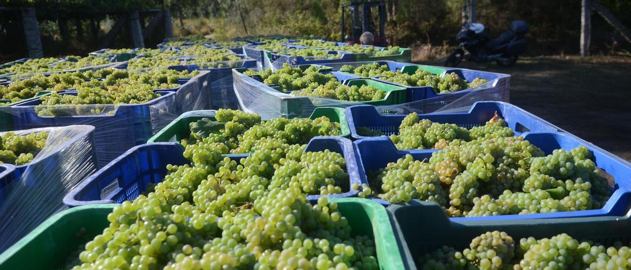Este año los viticultores podrán recoger hasta 13.500 kilos por hectárea.