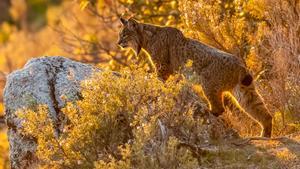 Cada semana muere un lince ibérico por los furtivos