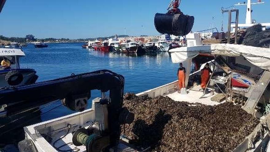 Descarga de mejillón en Porto Meloxo (O Grove). // FdV