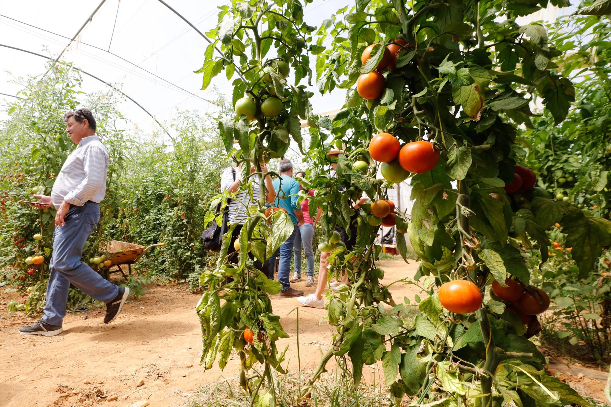 Visita guiada a la finca hortícola de Can Pol en Ibiza