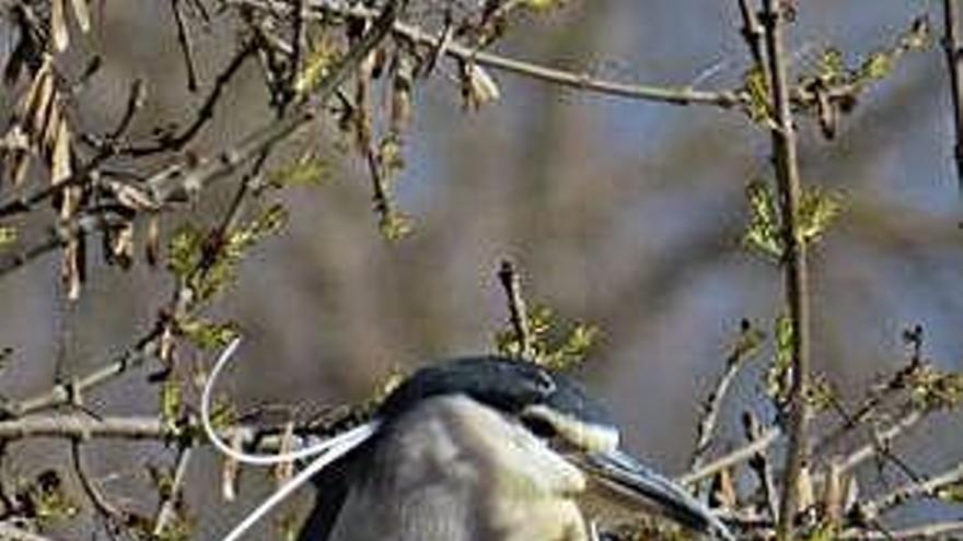 Un ejemplar de martinete común habitante del Duero.