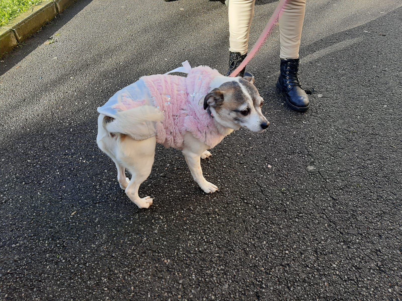 San Antón, hasta la bandera en Lugones: decenas de vecinos llevan a bendecir a sus mascotas