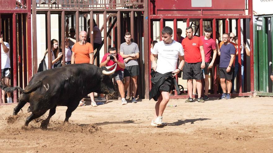 Almassora comienza su penúltima jornada taurina con una descafeinada prueba del toro