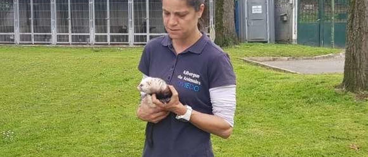 Eva Rodríguez, responsable del albergue de animales, ayer, con un hurón, en las instalaciones de La Bolgachina.