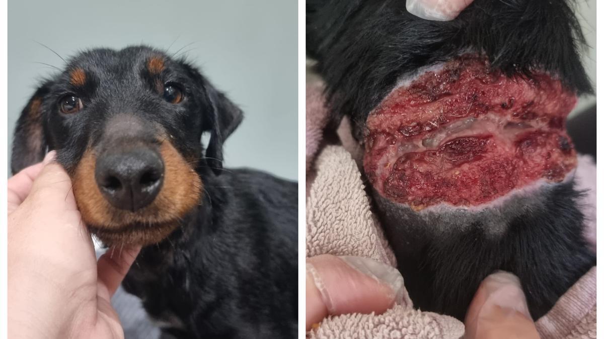 Voluntarios de la protectora Spax rescatan en Anna a una perra con heridas graves en el cuello