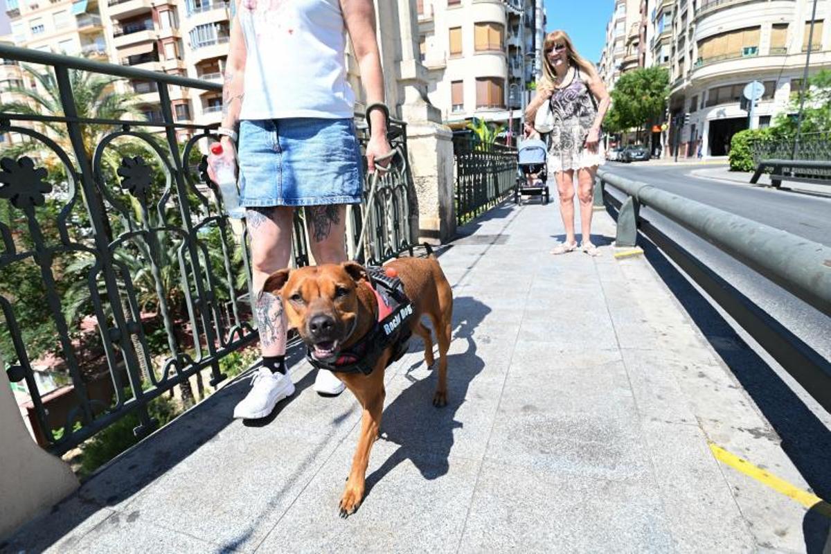 Un perro cruzando uno de los puentes de Elche