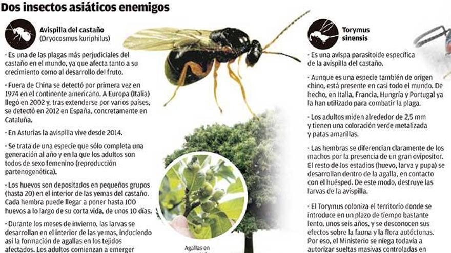 Galicia y Asturias impulsan la suelta del depredador de la &#039;avispilla&#039; del castaño