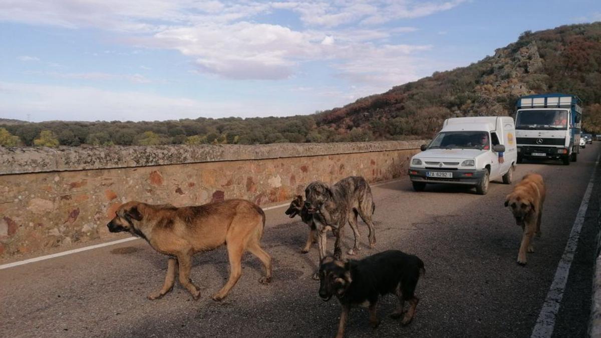 Dos mil ovejas vuelven a la Culebra