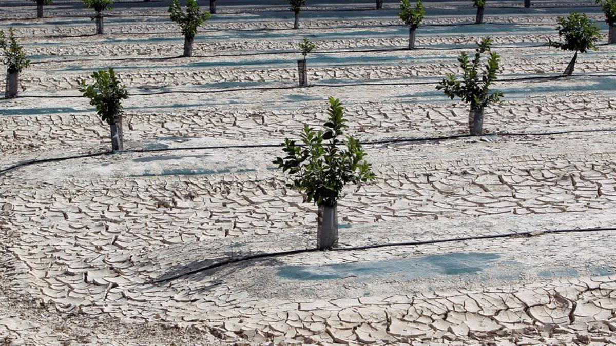 Alerta por sequía en la provincia de Alicante