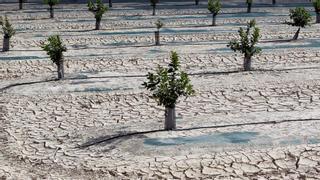 El campo español alerta del efecto de la sequía en la producción y los precios