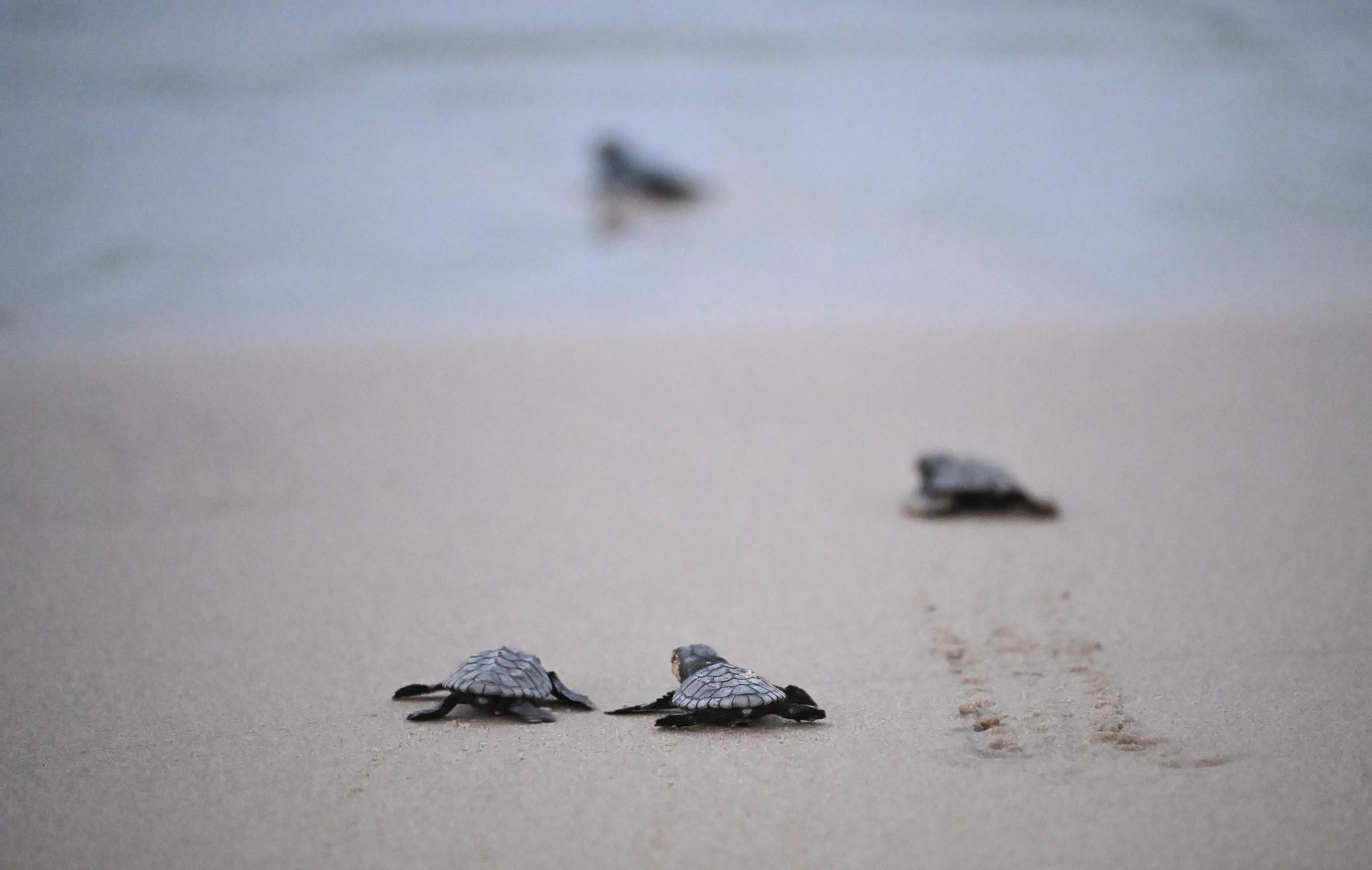 Gran expectación en Arenales del Sol por la suelta de 57 tortugas bobas recién nacidas