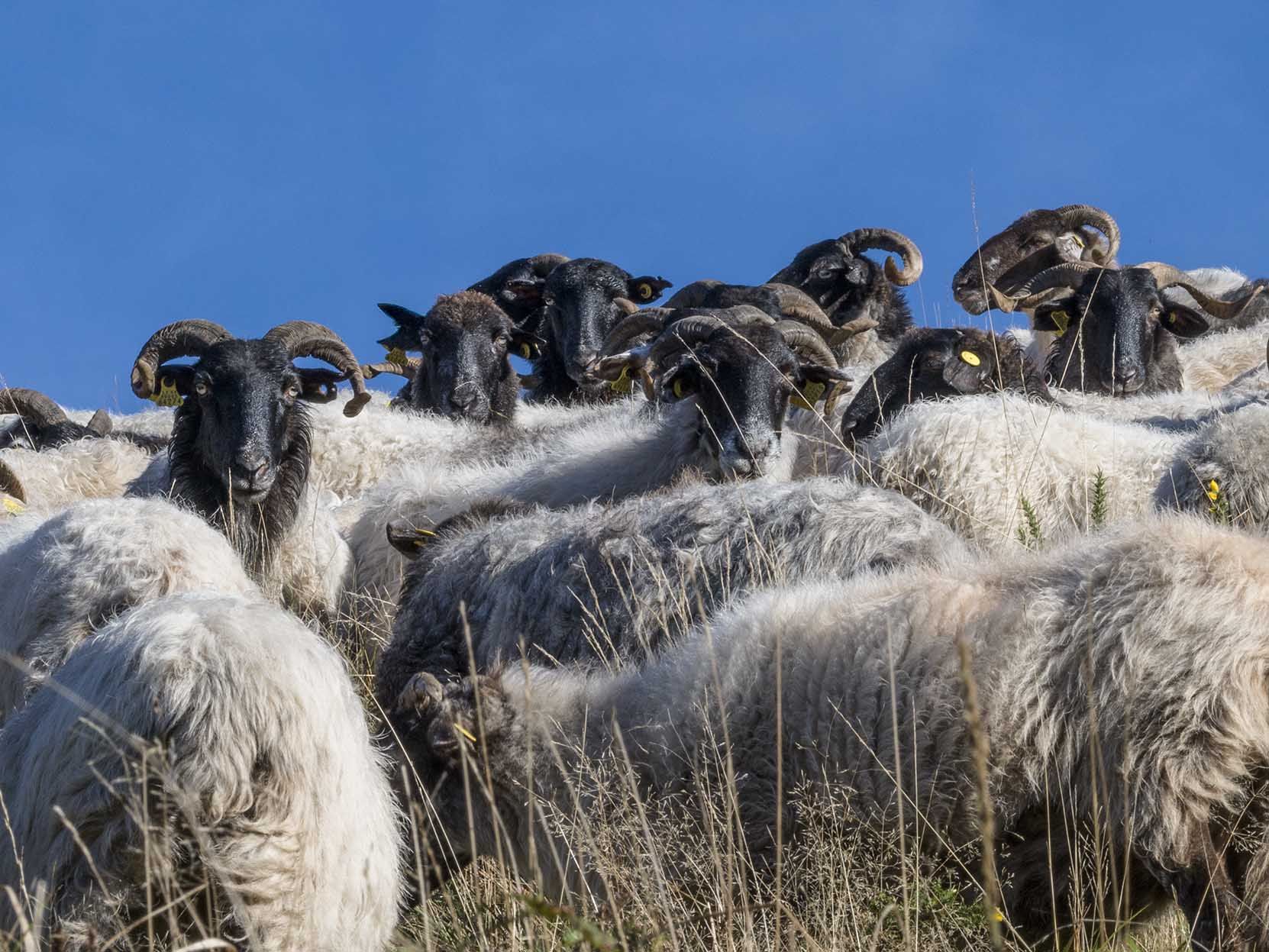 En sus pastos nace uno de los productos que más se comen en Navidad.